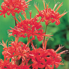 Red Aurea Lycoris Spider Lilies Bulbs Radiata Hurricane Lily Cluster Amayllis Growing Bonsai Roots Rhizomes Corms Tubers Potted Planting Reblooming Fragrant Garden Species Blooms Flower Seeds Plant Gardening