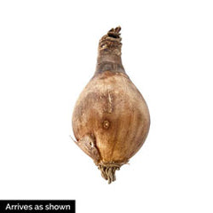 Lycoris Radiata Red Spider Lily Bulbs Hurricane Lily Cluster Amayllis Growing Bonsai Roots Rhizomes Corms Tubers Potted Planting Reblooming Fragrant Garden Species Blooms Flower Seeds Plant Gardening