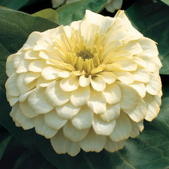 Magellan Ivory Zinnia Seeds - Plants Seeds