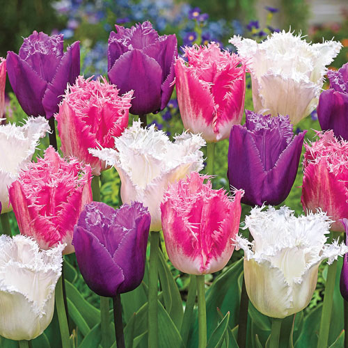 Ice Crystal Tulip Trio Bulbs Blooms Species Growing Bonsai Roots Rhizomes Corms Tubers Potted Planting Reblooming Fragrant Garden Flower Seeds Plant