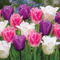 Ice Crystal Tulip Trio Bulbs Blooms Species Growing Bonsai Roots Rhizomes Corms Tubers Potted Planting Reblooming Fragrant Garden Flower Seeds Plant