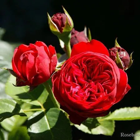 Red Piano Rose Seedlings Flower Seeds Perennial Growing Bonsai Corms Tubers Potted Planting Reblooming Fragrant Garden Roots Rhizomes Species Blooms Plant Bulbs Gardening Tree