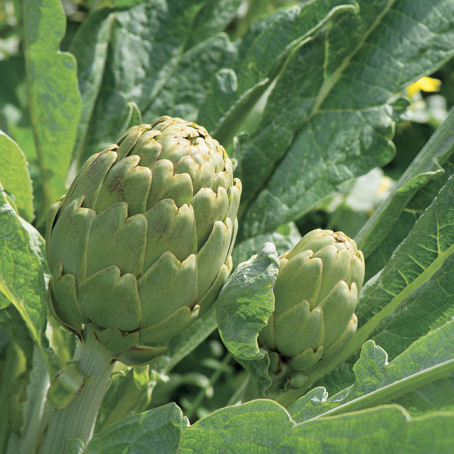 Imperial Star Artichoke Seeds - Plants Seeds