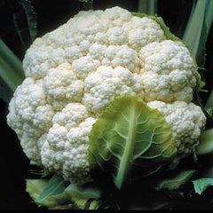 Candid Charm Hybrid Cauliflower Seeds - Plants Seeds
