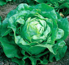 Little Gem Lettuce Seeds - Plants Seeds