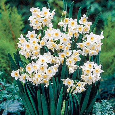 Tazetta Daffodil Grand Primo Narcissus Bulbs Blooms Species Growing Bonsai Roots Rhizomes Corms Tubers Potted Planting Reblooming Fragrant Garden Flower Seeds Plant