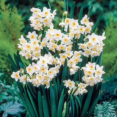 Tazetta Daffodil Grand Primo Narcissus Bulbs Blooms Species Growing Bonsai Roots Rhizomes Corms Tubers Potted Planting Reblooming Fragrant Garden Flower Seeds Plant