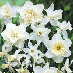 White Daffodil Blend Narcissus Bulbs Blooms Species Growing Bonsai Roots Rhizomes Corms Tubers Potted Planting Reblooming Fragrant Garden Flower Seeds Plant