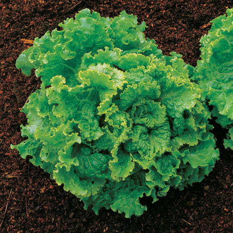 Green Ice Lettuce Seeds - Plants Seeds
