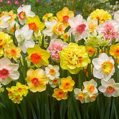 Spring Bonanza Daffodil Mixture Narcissus Bulbs Blooms Species Growing Bonsai Roots Rhizomes Corms Tubers Potted Planting Reblooming Fragrant Garden Flower Seeds Plant