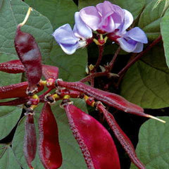 Hyacinth Pole Bean Seeds - Plants Seeds