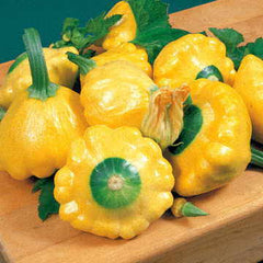 Sunburst Hybrid Squash Seeds - Plants Seeds