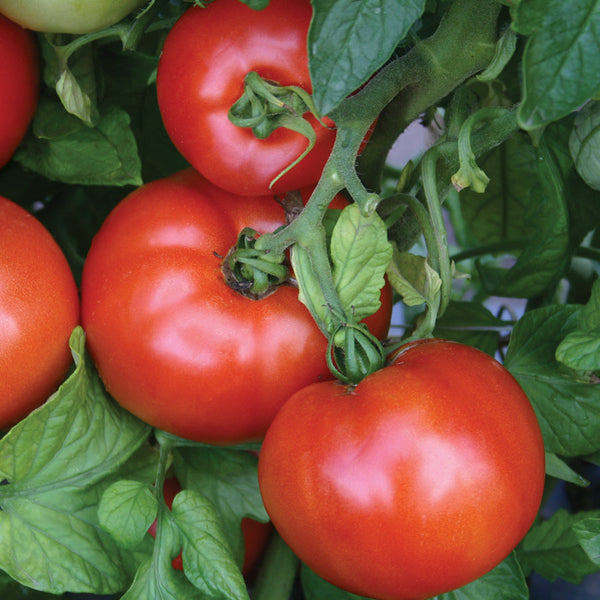 Parks Season Starter Hybrid Tomato Seeds