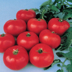 Brandywine Tomato Seeds - Seedsplant