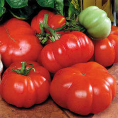 Costoluto Genovese Tomato Seeds - Seedsplant