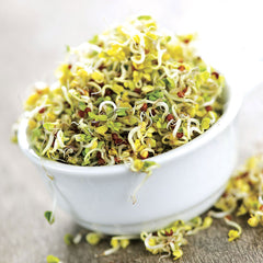 Alfalfa Sprouting Seeds - Plants Seeds