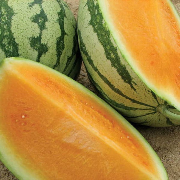 Orange Crisp Hybrid Watermelon Seeds (P) Pkt of 10 seeds