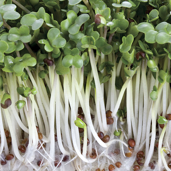 Broccoli Sprouting Seeds