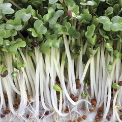 Broccoli Sprouting Seeds - Seedsplant