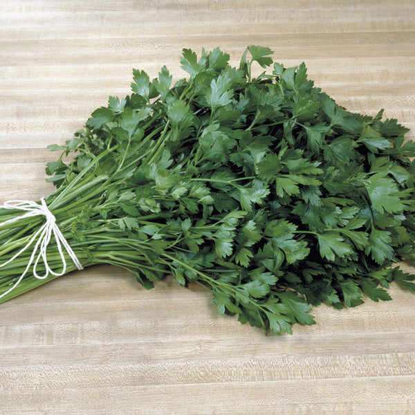 Italian Plain Leaf Parsley Seeds