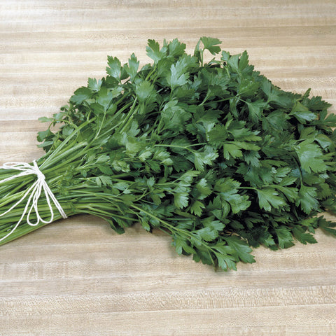 Italian Plain Leaf Parsley Seeds - Seedsplant