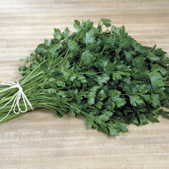 Italian Plain Leaf Parsley Seeds - Seedsplant