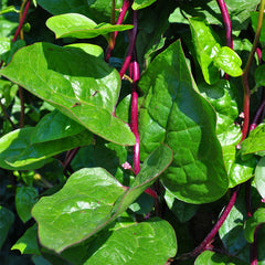 Red Stem Malabar Spinach Seeds - Plants Seeds