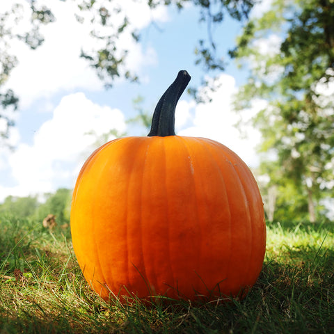 Hijinks Hybrid Pumpkin Seeds - Plants Seeds