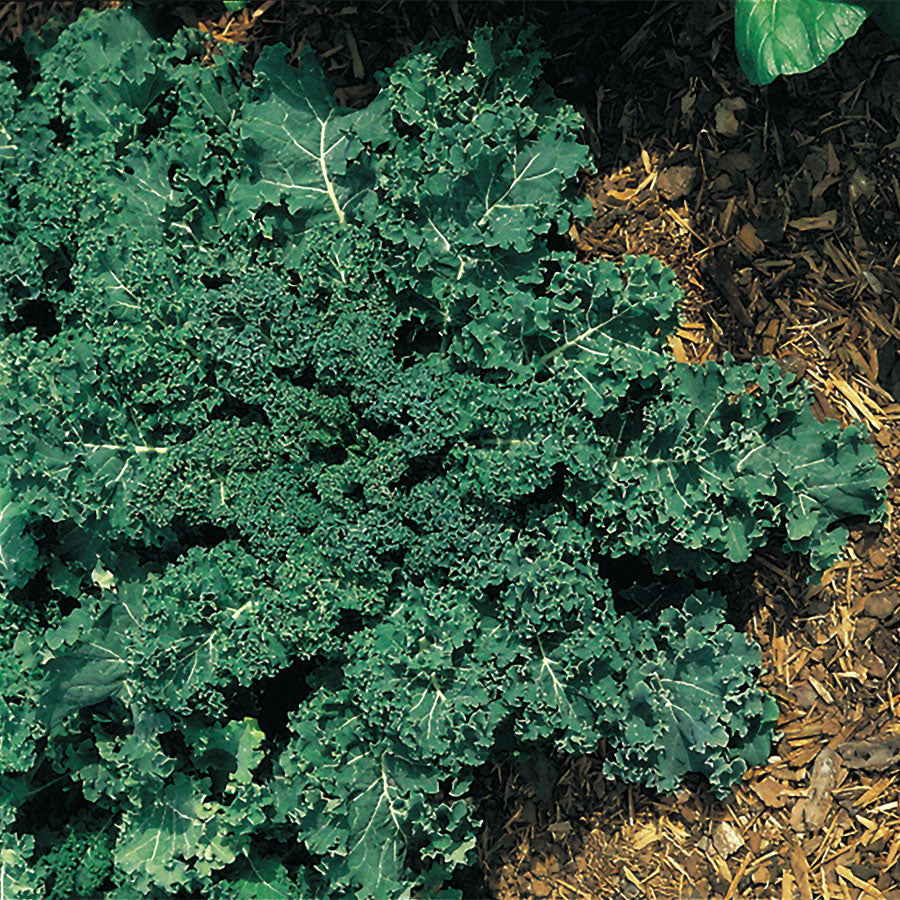 Winterbor Hybrid Kale Seeds - Plants Seeds