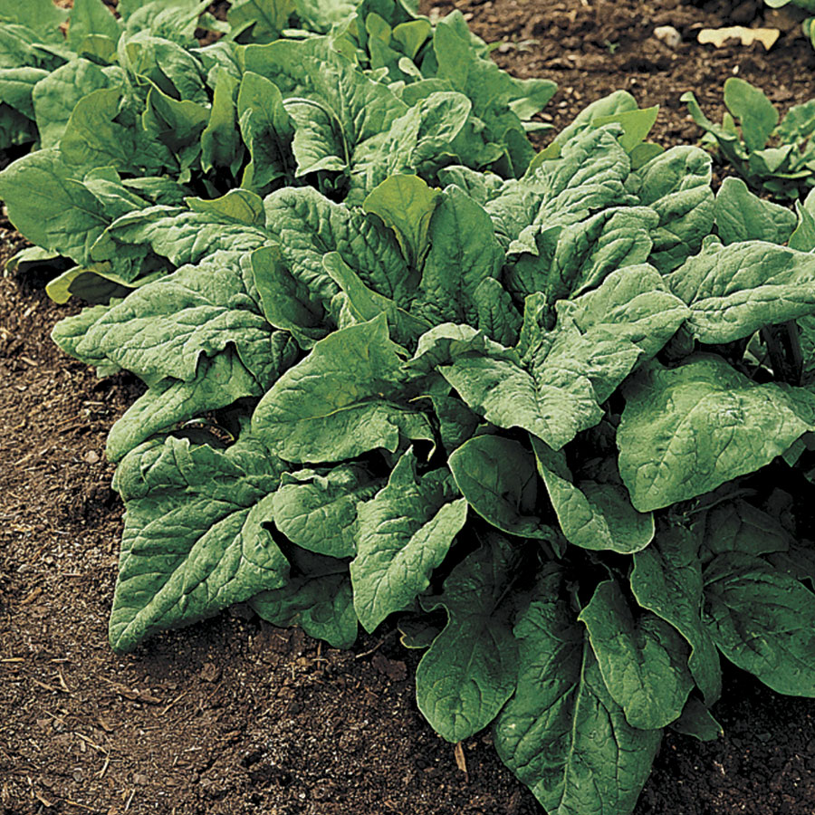 Renegade Hybrid Spinach Seeds - Plants Seeds