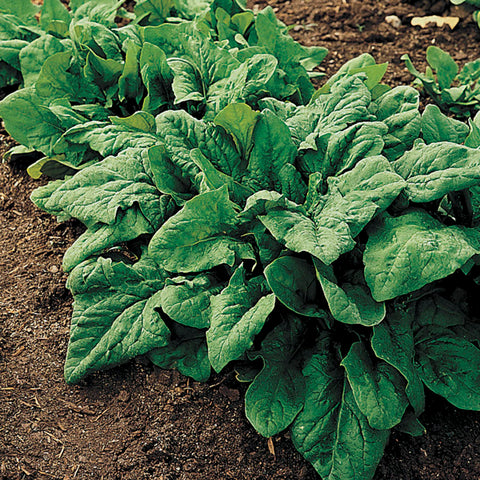 Renegade Hybrid Spinach Seeds - Plants Seeds