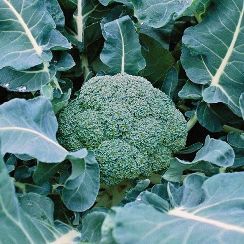 Belstar Hybrid Organic Broccoli Seeds - Seedsplant