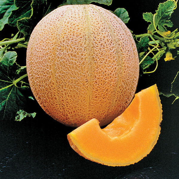 Hales Best Organic Melon Seeds