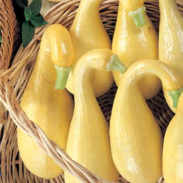 Early Summer Crookneck Organic Squash Seeds