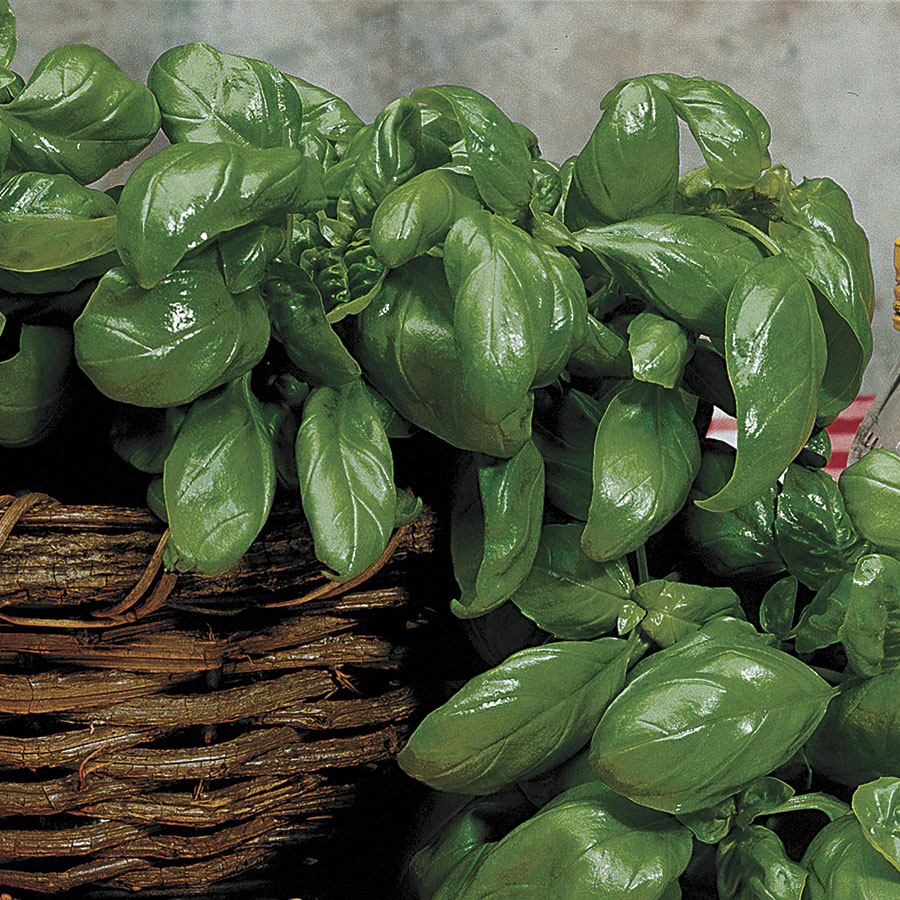 Large Leaf Italian Organic Basil Seeds - Seedsplant