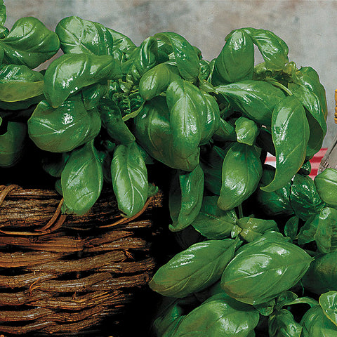 Large Leaf Italian Organic Basil Seeds - Seedsplant