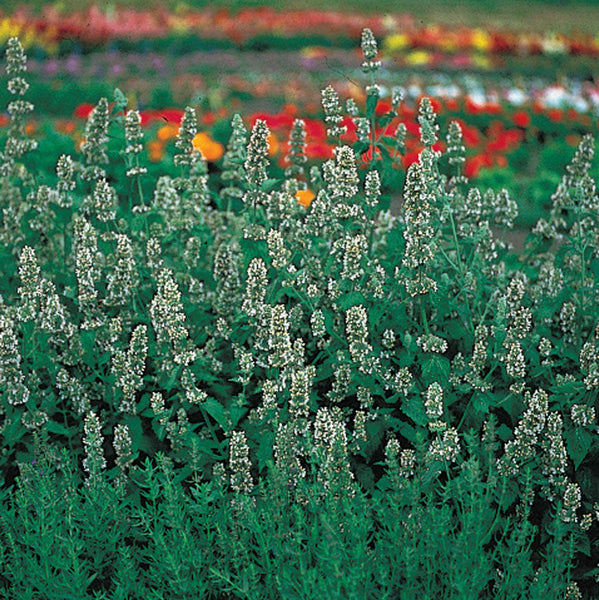 Organic Catnip Seeds