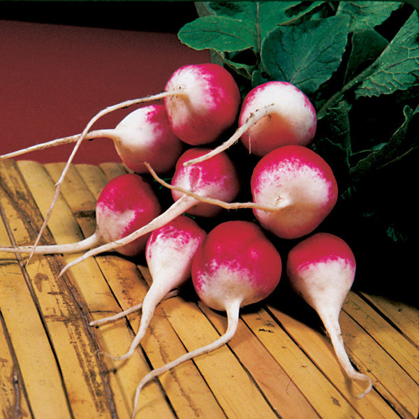 Organic Sparkler Radish Seeds