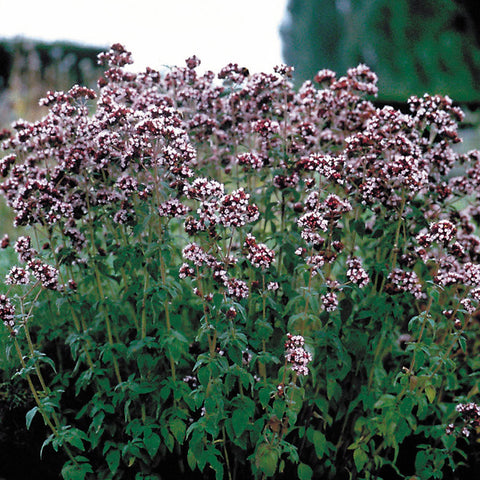 Italian Organic Oregano Seeds - Seedsplant