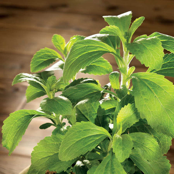 Stevia