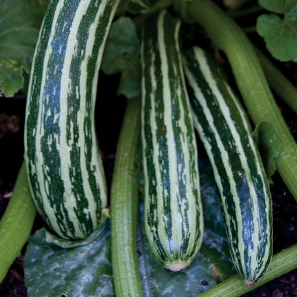 Organic Italian Harvest Hybrid Squash Seeds