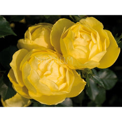 Mezzoforte Rose Seedlings Flower Seeds Perennial Growing Bonsai Corms Tubers Potted Planting Reblooming Fragrant Garden Roots Rhizomes Species Blooms Plant Bulbs Gardening Tree