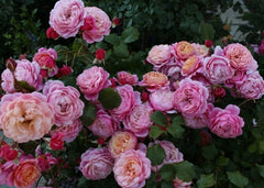 Redoute Rose Seedlings Flower Seeds Perennial Growing Bonsai Corms Tubers Potted Planting Reblooming Fragrant Garden Roots Rhizomes Species Blooms Plant Bulbs Gardening Tree