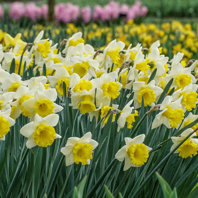 Trumpet Daffodil Goblet Narcissus Bulbs Blooms Species Growing Bonsai Roots Rhizomes Corms Tubers Potted Planting Reblooming Fragrant Garden Flower Seeds Plant