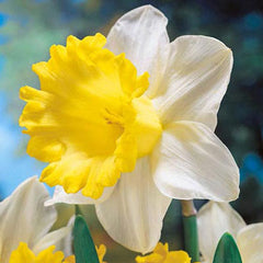 Trumpet Daffodil Goblet Narcissus Bulbs Blooms Species Growing Bonsai Roots Rhizomes Corms Tubers Potted Planting Reblooming Fragrant Garden Flower Seeds Plant