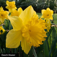 All Season Daffodil Collection Narcissus Bulbs Blooms Species Growing Bonsai Roots Rhizomes Corms Tubers Potted Planting Reblooming Fragrant Garden Flower Seeds Plant