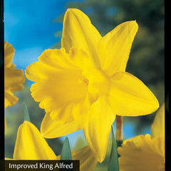 All Season Daffodil Collection Narcissus Bulbs Blooms Species Growing Bonsai Roots Rhizomes Corms Tubers Potted Planting Reblooming Fragrant Garden Flower Seeds Plant