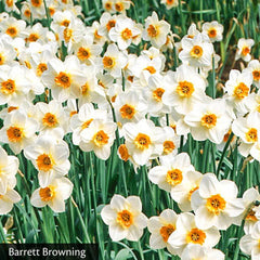 All Season Daffodil Collection Narcissus Bulbs Blooms Species Growing Bonsai Roots Rhizomes Corms Tubers Potted Planting Reblooming Fragrant Garden Flower Seeds Plant