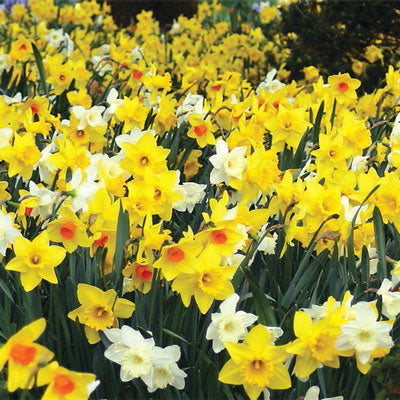 All Season Daffodil Collection Narcissus Bulbs Blooms Species Growing Bonsai Roots Rhizomes Corms Tubers Potted Planting Reblooming Fragrant Garden Flower Seeds Plant