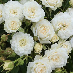 White Jim Rose Seedlings Flower Seeds Perennial Growing Bonsai Corms Tubers Potted Planting Reblooming Fragrant Garden Roots Rhizomes Species Blooms Plant Bulbs Gardening Tree - Seedsplant